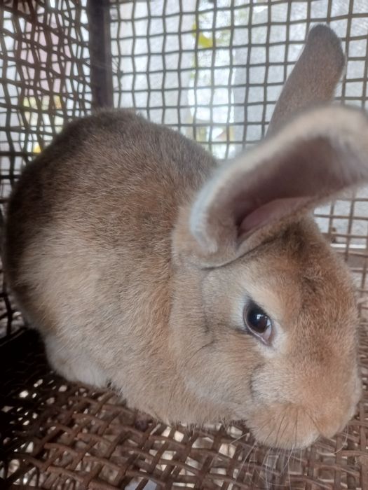 Продаю кролів породи шиншила