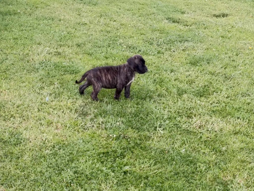 Suczka Cane corso z rodowodem