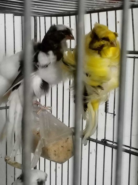 Canários frisados parisienses