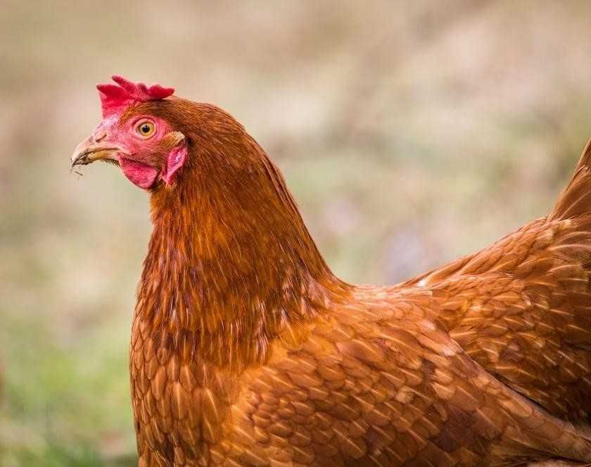 KURKA nioska Messa brązowa