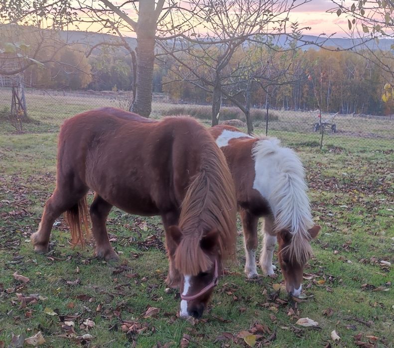 Spokojna klacz 6-letnia i źrebiczka 8-miesięczna – przyjazne, łagodne,
