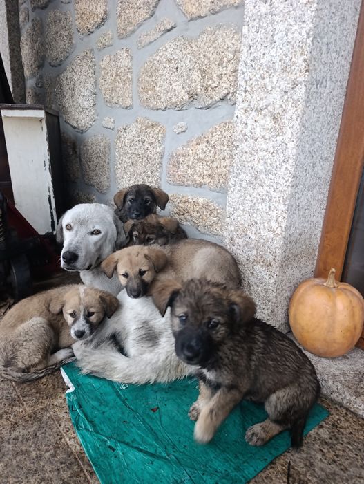 Cachorrinhos para adoção