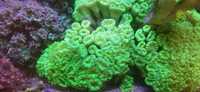 Calustrea koralowiec morskie