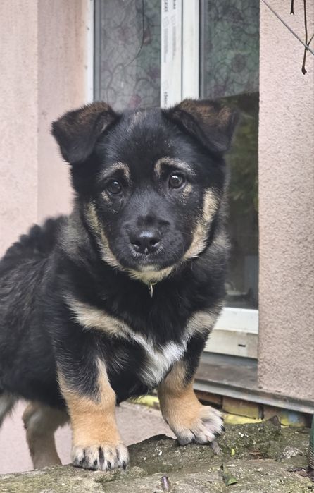 Цуценя Балу із притулку шукає родину. 3 міс. Щеплений, доставка