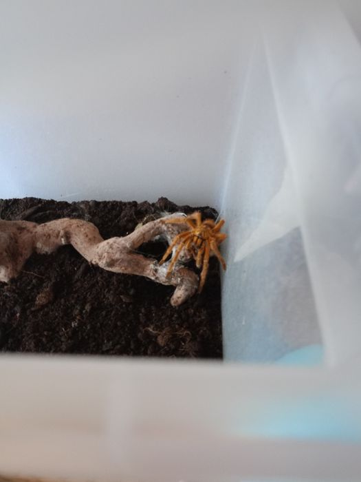 P. Murinus Usambara SAMIEC ADULT