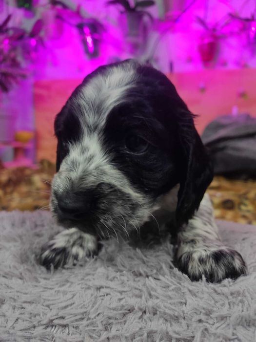 Спаніель РОС кобель з документами. В'язка