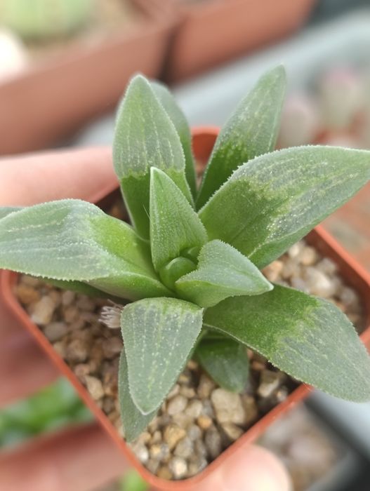 Суккуленты хавортии