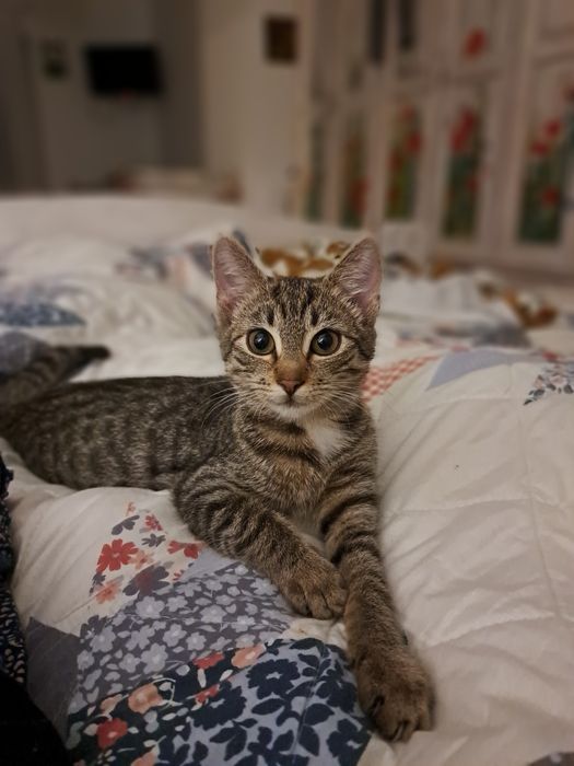 Pyza- bura, mała 5- miesięczna kotka do adopcji