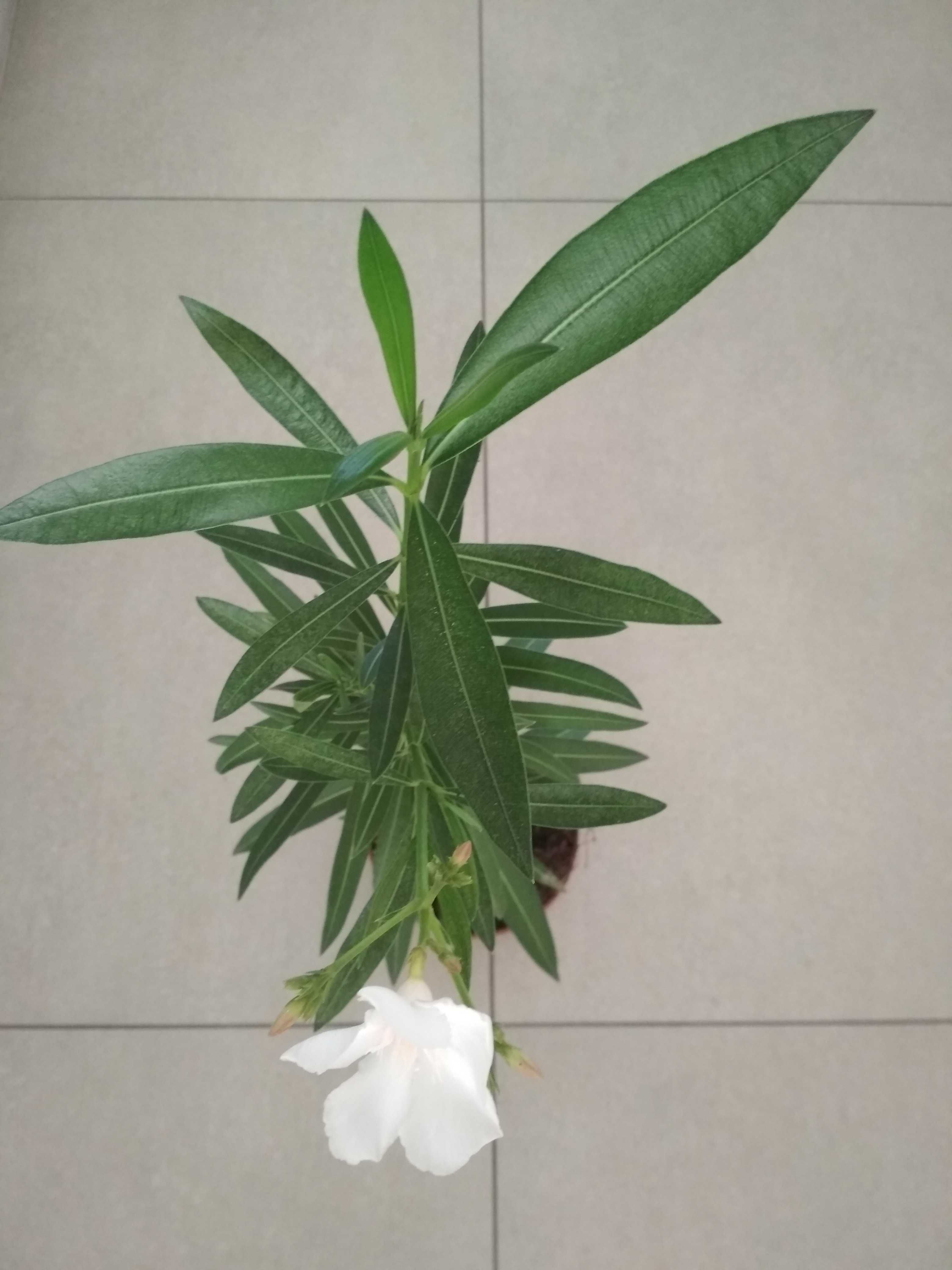 Biały kremowy kwitnący oleander