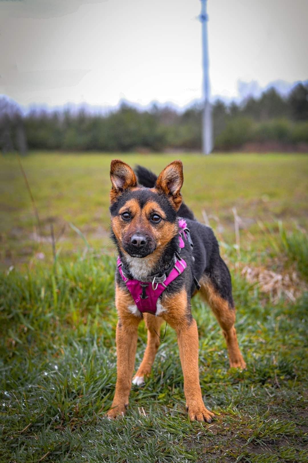 Drago słodziak do adopcji! Pies szuka domu