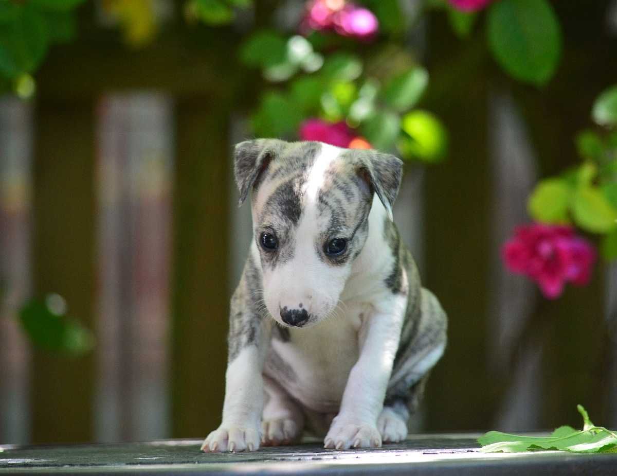 Whippet chart angielski suczka hodowla FCI