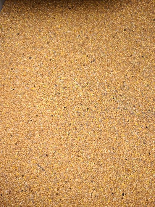 Proso żółte 25kg wysyłka olx