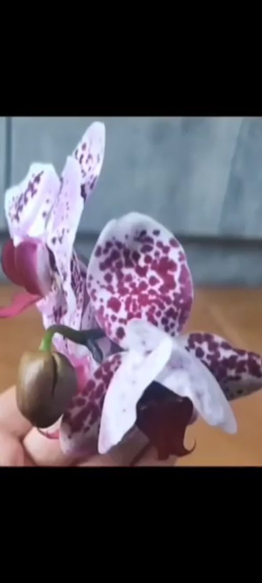 Орхідея  великоквіткова квітуча