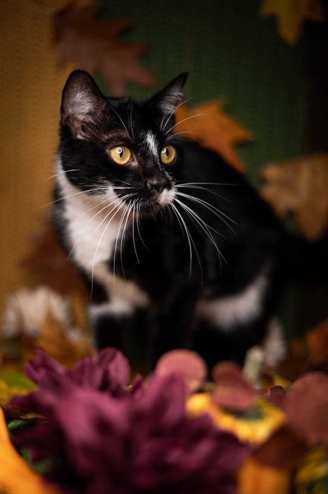 LEOŚ kocur do adopcji