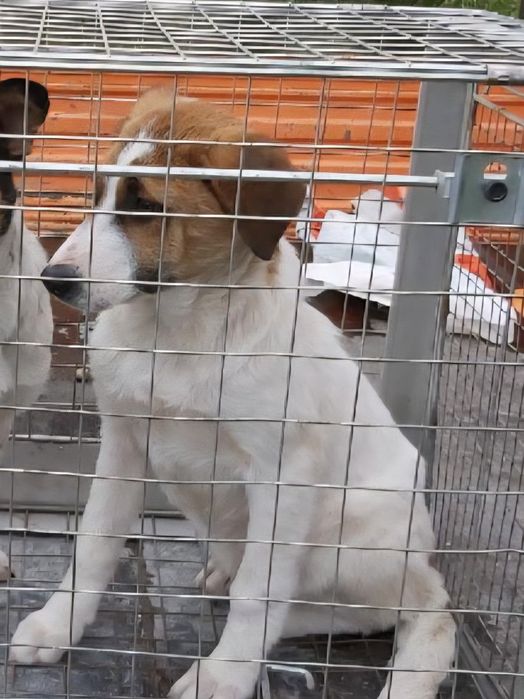 Młode psy do adopcji. Znaleziono w gm. Sokoły