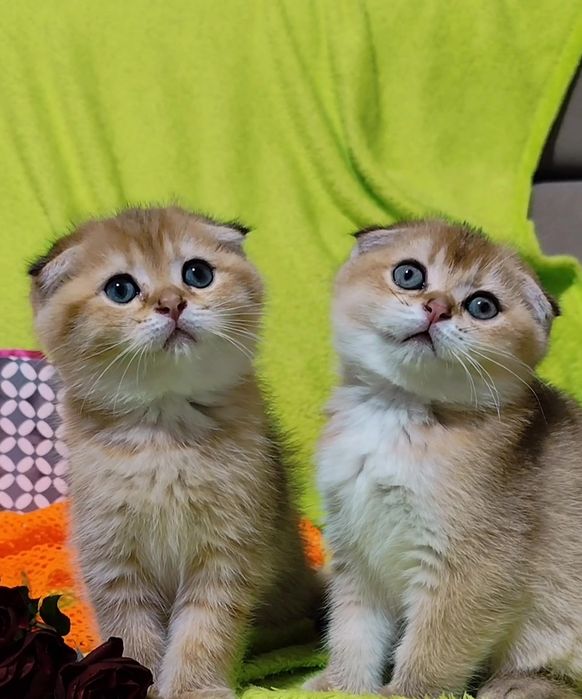 Шикарні прямовухі висловухі кошенята золота шиншила хлопчик дівчинка