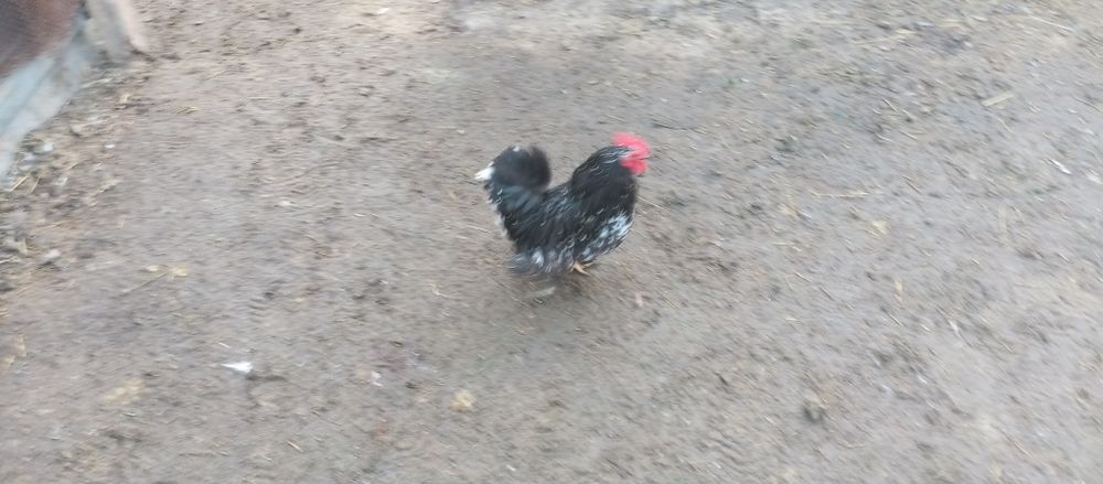 Продам декоративного півника або обміняю