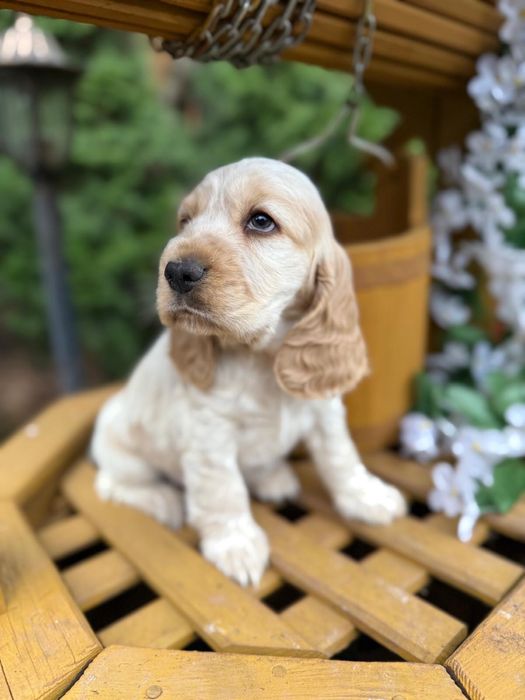 Śliczny! piesek Cocker Spaniel Angielski orange roan z rodowodem