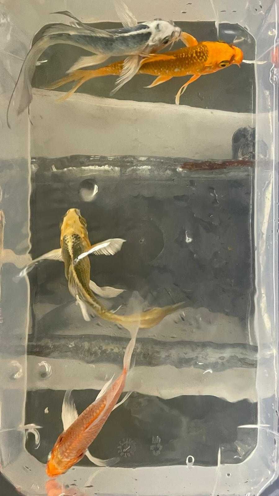 Carpa Koi Véu 12/15cm