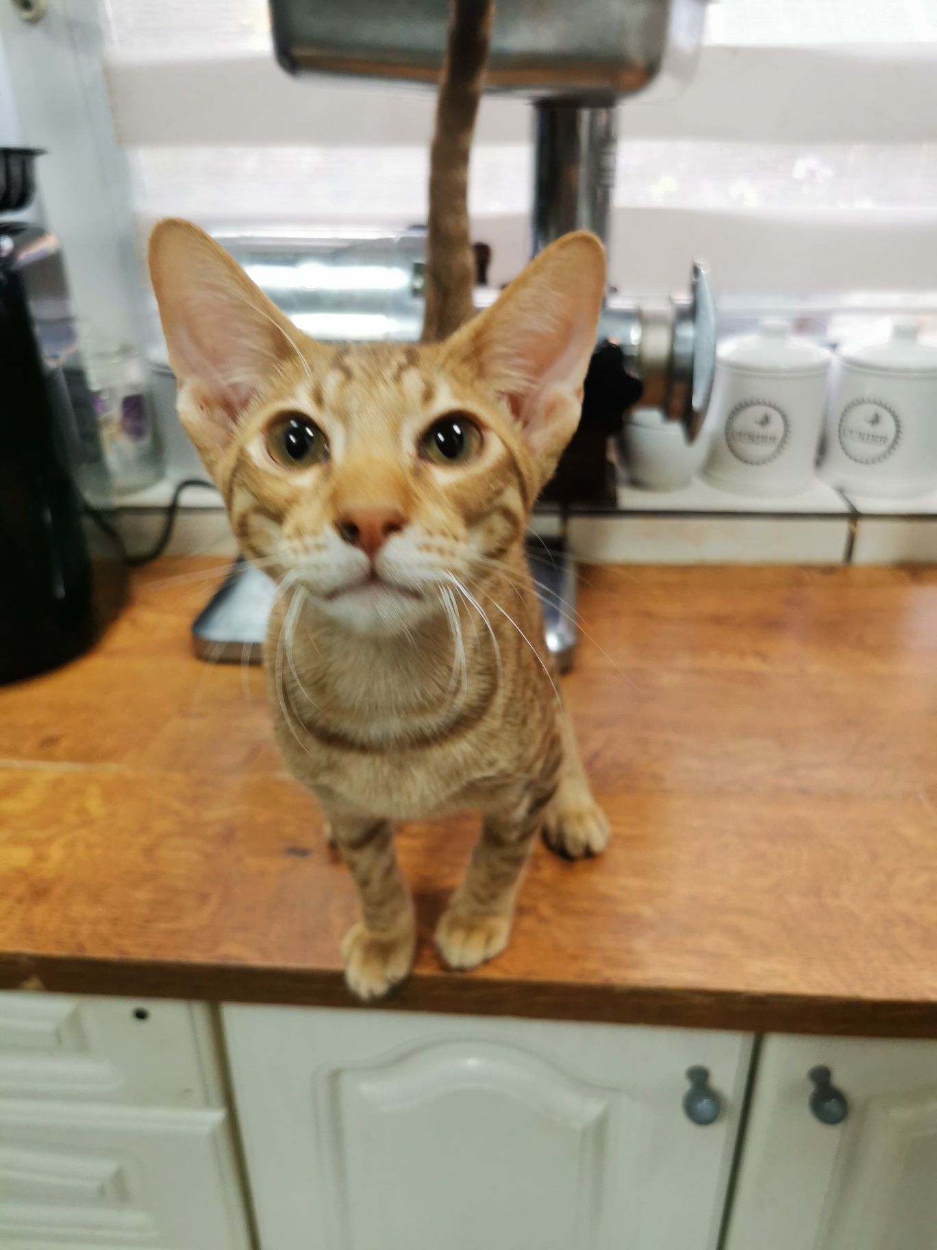 Peterbald kocurek orientalny gotowy do zmiany domku