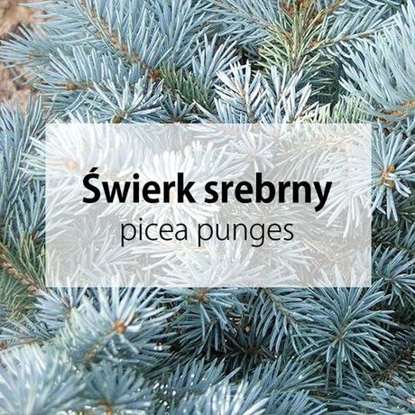 Świerk Srebrny sadzonki Picea Pungens - szkółkowane bardzo ładne