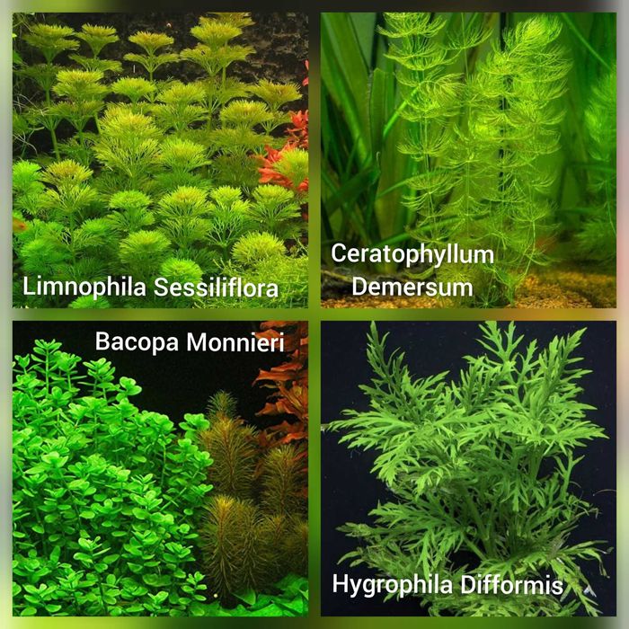 Pack 50 Plantas Aquário Low Tech – 9 Espécies, Fácil Manutenção