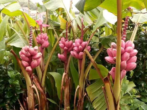 Banana rosa (Musa velutina)