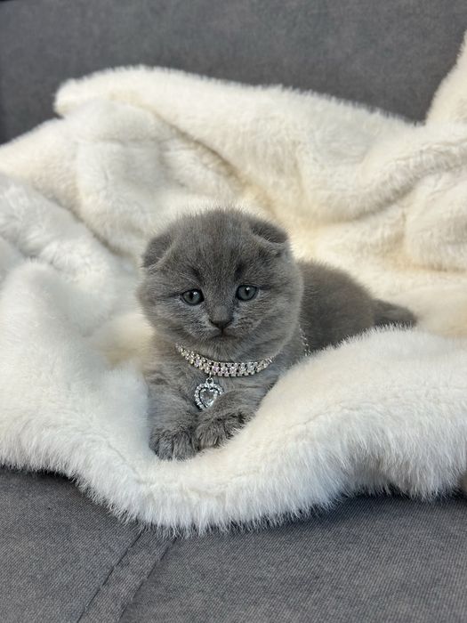 Шотландська кішечка вислоуха. Чистокровна шотландська кішечка