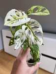Monstera adansonii Variegata