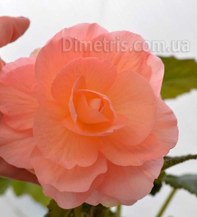 Шотландская клубневая  бегония Оливия