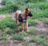 Owczarek belgijski Malinois - piesek
