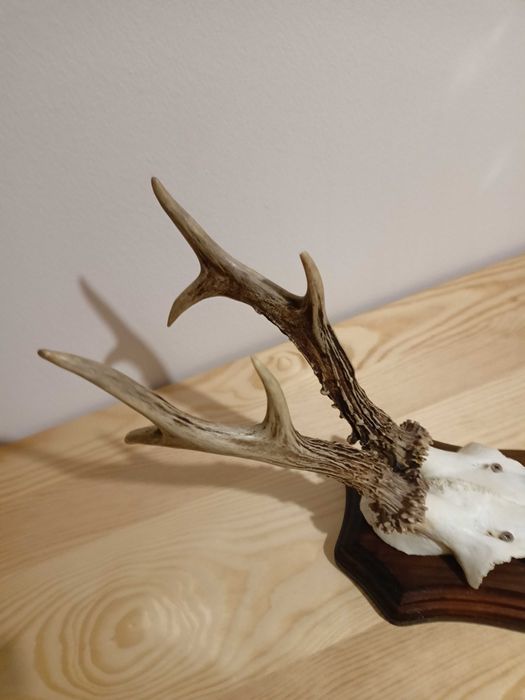 Poroże jelonka z deską