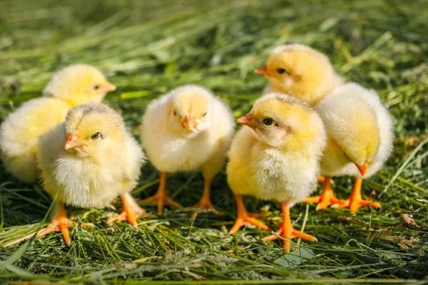 Курчата Циплята Несушка Ломан Браун Сенді ДОБОВІ Півники Петухи Півні