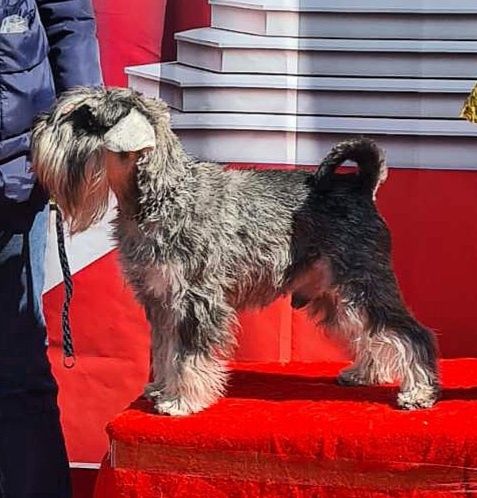 Кобель цвергшнауцера для вязки