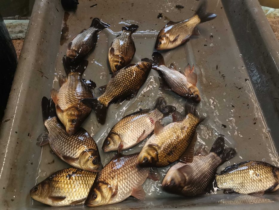 karaś srebrny od 12 do 17cm 25szt 100zł i inne karp lin amur węgorz