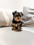 Suczka Yorkshire Terrier już gotowa do zmiany domi