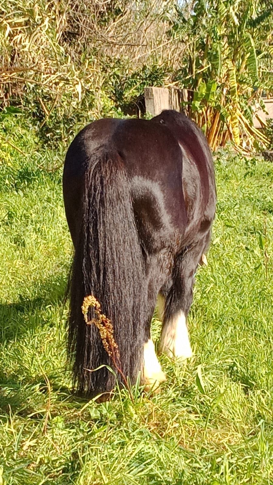 Pônei gypsy  para cobriçoes.