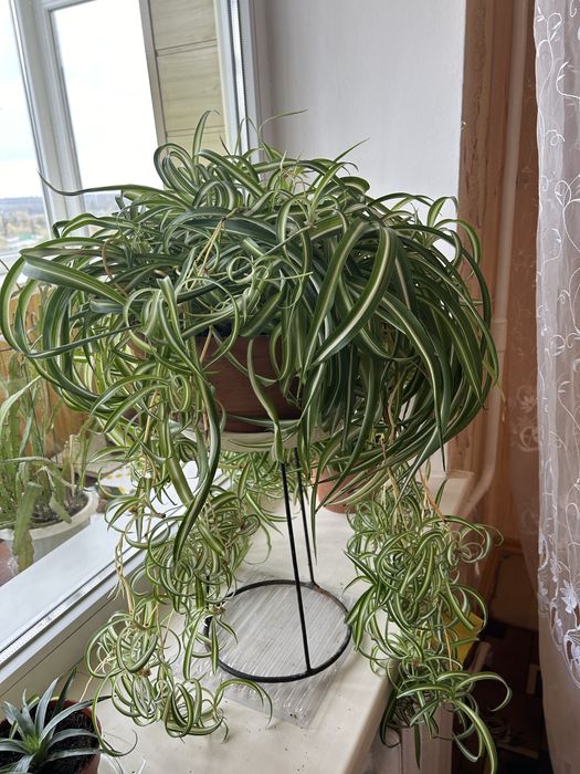 Хлорофитум кудрявый. Высота 30 см, ширина 50 см