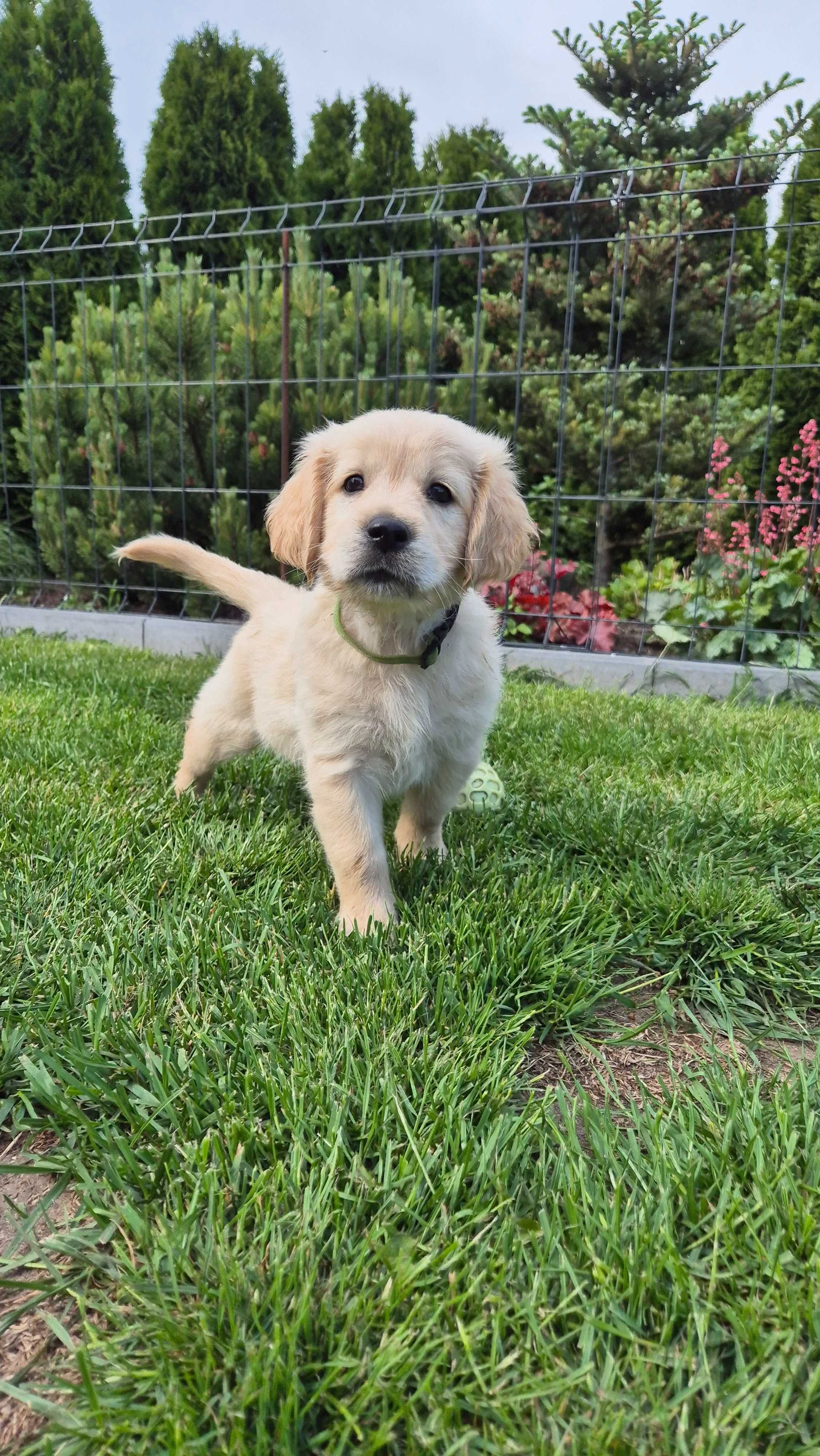 Golden Retriever ZKwP FCI