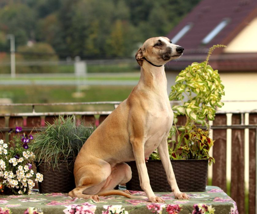 Whippet Chart Angielski, ZKwP/FCI, cudna sunia SATI
