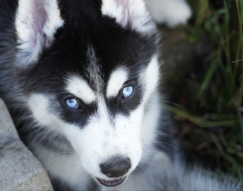 Niebieskooka przepiękna dziewczynka Siberian Husky FCI