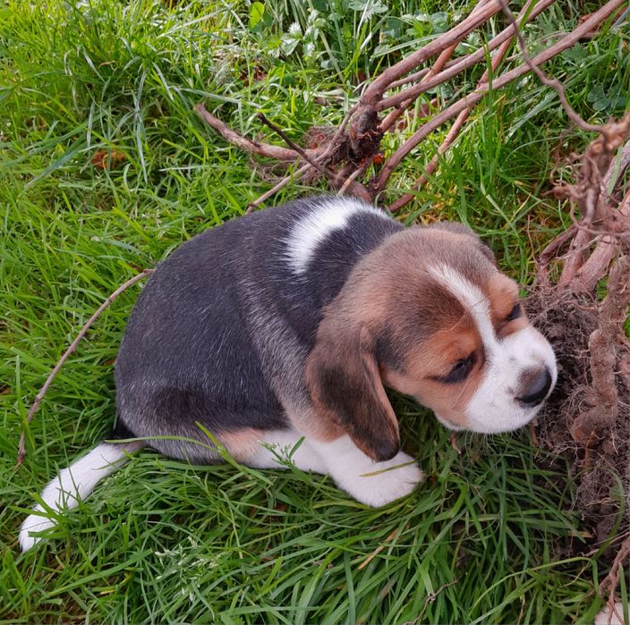 Beagle szczeniak po championach ZKwP (FCI]