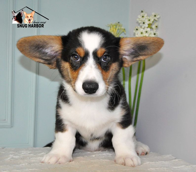 Яскрава дівчинка Коргі Кардiган вiк 3 мicяцi . Доставка