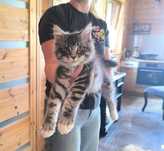 Maine coon, kocury, kot, koty, rodowód, hodowla