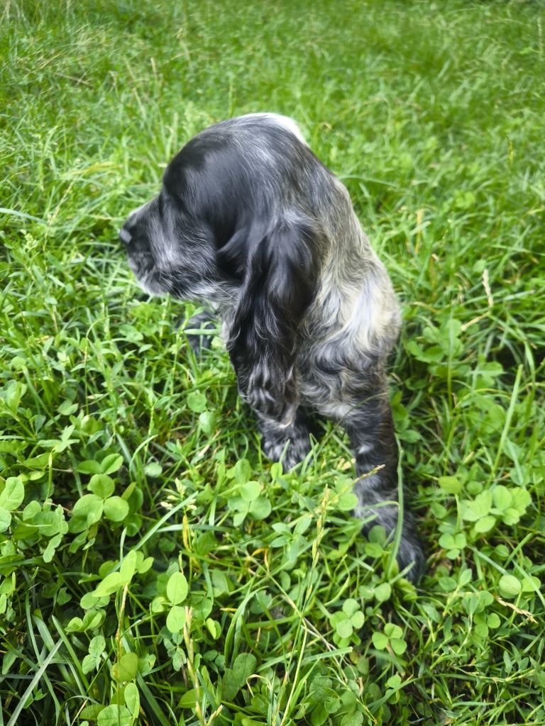 Cocker spaniel angielski blue roan samiec