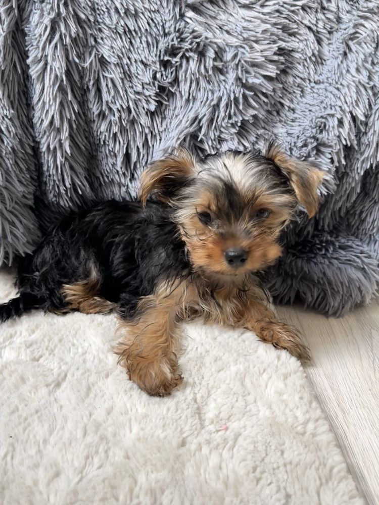 Yorkshire Terrier