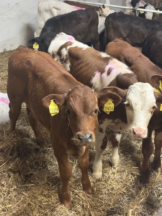 Sprzedam cielaki mięsne konin