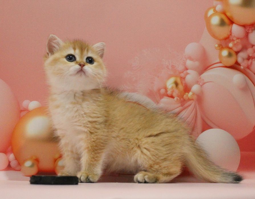 Дівчуля- красотуля для вас