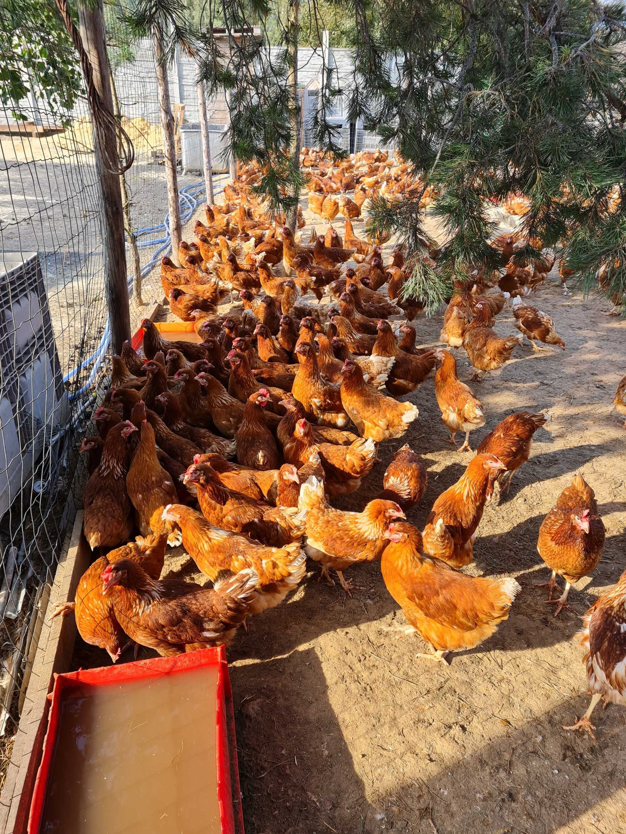 Kury Nioski Rosa1 z jajkiem Leghorn Messa. Zaszczepione i odrobaczone.