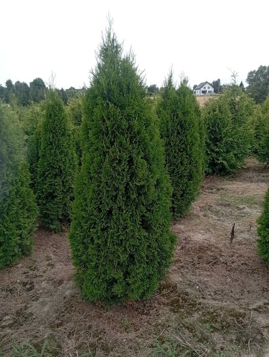 Duże tuje szmaragd brabant aureospicata drzewka transport